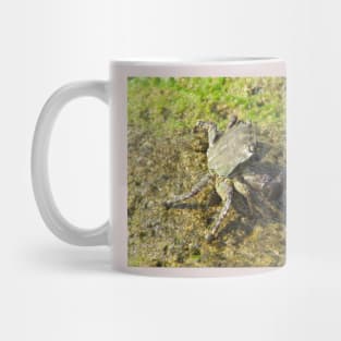 Crab photo. Mug